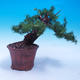 Outdoor bonsai -Larix decidua - modrzew europejski - 3/6