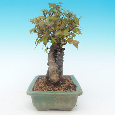 Shohin - Klon, Acer burgerianum na skale - 3