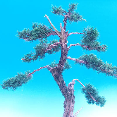 Outdoor bonsai Juniperus-chinenssis-jałowiec chiński - 3
