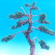 Outdoor bonsai Juniperus-chinenssis-jałowiec chiński - 3/3