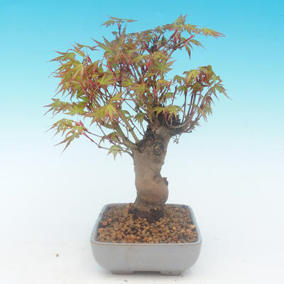 Shohin - Klon, Acer palmatum - 3