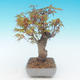 Shohin - Klon, Acer palmatum - 3/6