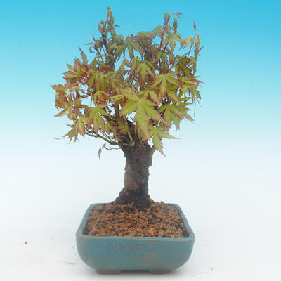 Shohin - Klon, Acer palmatum - 3