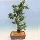 Outdoor bonsai - azalia japońska SATSUKI- Azalea BYAKUREN - 3/6