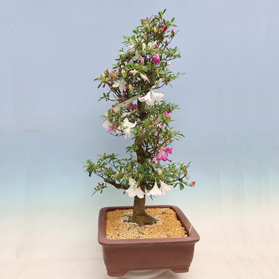 Outdoor bonsai - azalia japońska SATSUKI- Azalea KINSHO - 3