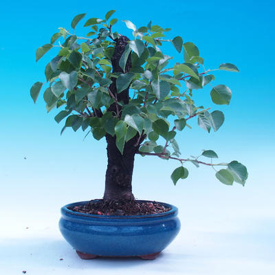 Outdoor bonsai -Mahalebka - wiśnia wonna - 3