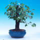 Outdoor bonsai -Mahalebka - wiśnia wonna - 3/6