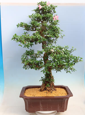 Outdoor bonsai - azalia japońska SATSUKI- Azalea BEYAKUREN - 3