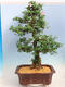 Outdoor bonsai - azalia japońska SATSUKI- Azalea BEYAKUREN - 3/6