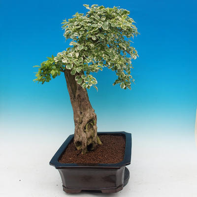 Pokój bonsai - Duranta variegata - 3