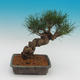 Pinus thunbergii - Sosna thunbergova - 3/4