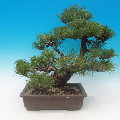 Pinus thunbergii - Sosna thunbergova - 3