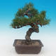 Pinus thunbergii - Sosna thunbergova - 3/4