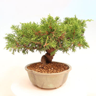 Outdoor bonsai - Juniperus chinensis Itoigawa - Jałowiec chiński - 3