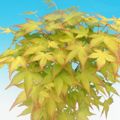 Acer palmatum Aureum - Klon dlanitolistý złota - 3