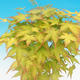Acer palmatum Aureum - Klon dlanitolistý złota - 3/3