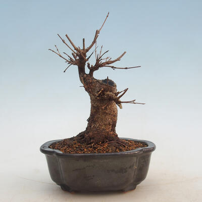 Outdoor bonsai - Buergerianum Maple - Burger Maple - 3