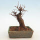 Outdoor bonsai - Buergerianum Maple - Burger Maple - 3/5