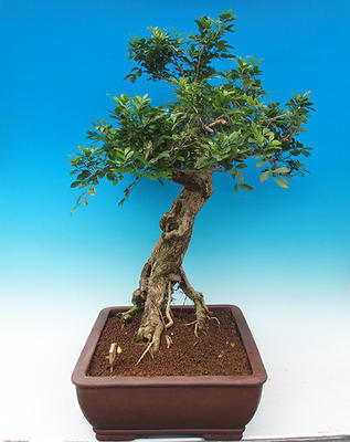 Pokój bonsai - Muraya paniculata - 3
