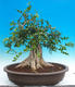 Pokój bonsai - Muraya paniculata - 3/6