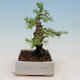 Outdoor bonsai -Larix decidua - Modrzew liściasty - 3/4