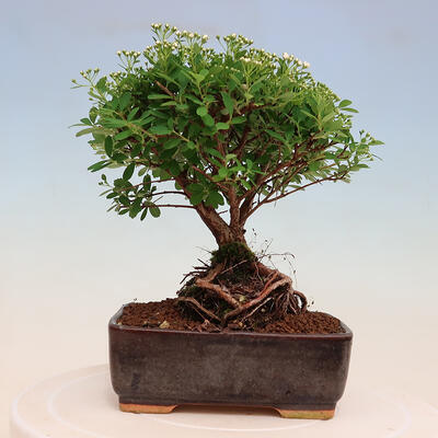 Outdoorowe bonsai - jawor drobnolistny - Spiraea japonica MAXIM - 3