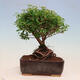 Outdoorowe bonsai - jawor drobnolistny - Spiraea japonica MAXIM - 3/4