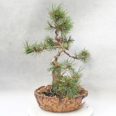 Outdoor bonsai - Pinus mugo - Klęcząca Sosna - 3