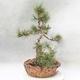 Outdoor bonsai - Pinus mugo - Klęcząca Sosna - 3/4