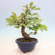 Outdoor bonsai - Pseudocydonia sinensis - pigwa chińska - 3/6