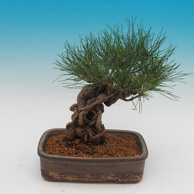 Pinus thunbergii - Sosna thunbergova - 3