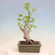 Outdoor bonsai - Ginkgo biloba - Ginkgo biloba - 3/4