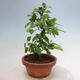 Outdoor bonsai - Pseudocydonia sinensis - chińska pigwa - 3/4