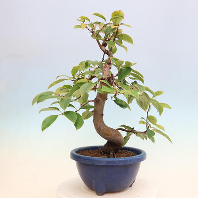 Outdoor bonsai - Pseudocydonia sinensis - pigwa chińska - 3