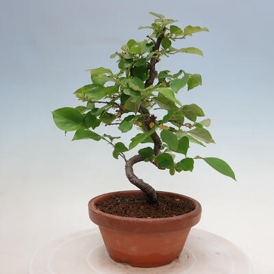 Outdoor bonsai - Pseudocydonia sinensis - chińska pigwa - 3