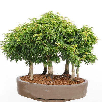Outdoor bonsai - Acer palmatum SHISHIGASHIRA- Klon drobnolistny - 3