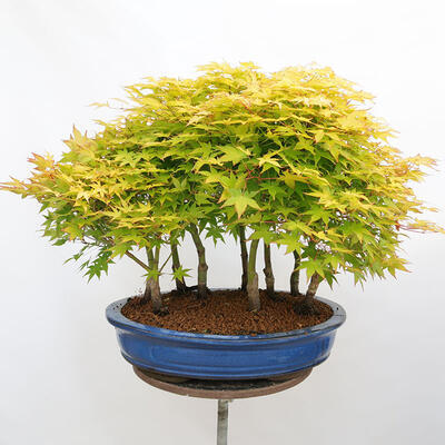 Outdoor bonsai - Acer palmatum Aureum - Klon złotolistny o liściach palmowych - 3