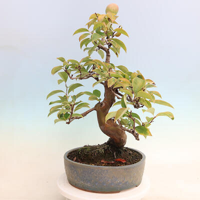 Outdoor bonsai - Pseudocydonia sinensis - pigwa chińska - 3