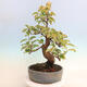 Outdoor bonsai - Pseudocydonia sinensis - pigwa chińska - 3/6