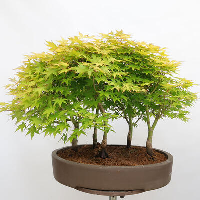 Outdoor bonsai - Acer palmatum Aureum - Klon złotolistny o liściach palmowych - 3