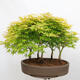 Outdoor bonsai - Acer palmatum Aureum - Klon złotolistny o liściach palmowych - 3/4