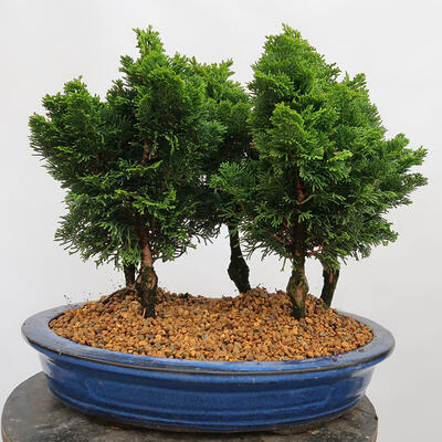 Outdoor bonsai - Cham.pis obtusa Nana Gracilis - Las cyprysowy - 3