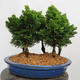 Outdoor bonsai - Cham.pis obtusa Nana Gracilis - Las cyprysowy - 3/4