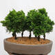 Outdoor bonsai - Cham.pis obtusa Nana Gracilis - Las cyprysowy - 3/4