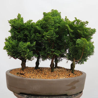 Outdoor bonsai - Cham.pis obtusa Nana Gracilis - Las cyprysowy - 3