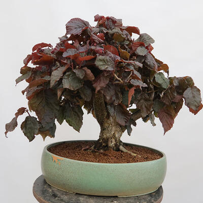 Outdoorowe bonsai - Corylus Avellana Red Majestic - Leszczyna pospolita - 3