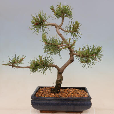 Outdoor bonsai - Pinus mugo Humpy - Klęcząca sosna - 3