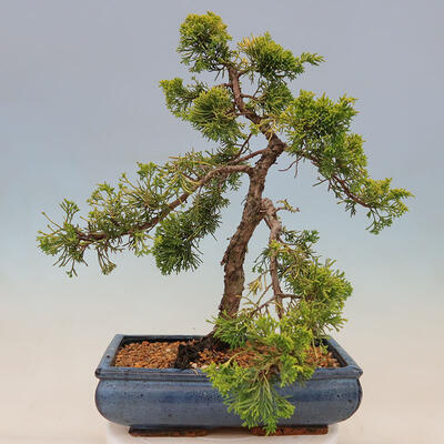 Plenerowe bonsai - Juniperus chinensis plumosa aurea - chiński złoty jałowiec - 3