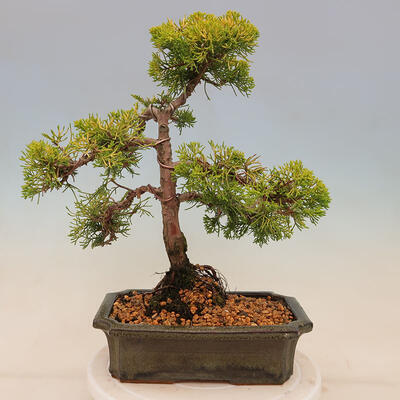 Plenerowe bonsai - Juniperus chinensis plumosa aurea - chiński złoty jałowiec - 3