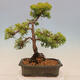 Plenerowe bonsai - Juniperus chinensis plumosa aurea - chiński złoty jałowiec - 3/4